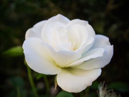 flower in mem.jpg